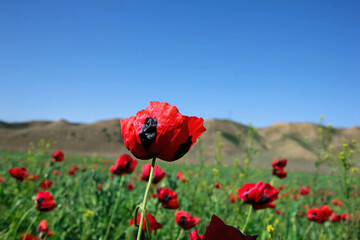 poppy field with bush and blue sky