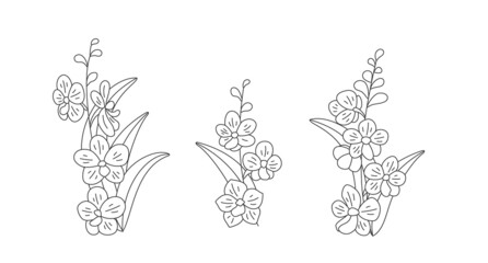 Set with floral sprigs on a white background, linear illustration. Orchid flowers (Vascostylis) for your design of cards, greetings, invitations and the like. Vector line art illustration.