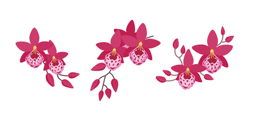 Set of three flower arrangements with orchids (Vuylstekeara). Simple elegant compositions for your design of cards, greetings, invitations and the like. Flat cartoon vector illustration.