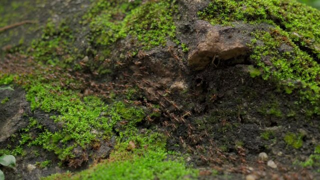 Groups of team work termites walk in rows on moss-covered ground in moist forests finding for food to accumulate in the termite mound to feed the larvae.