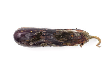Mildew affected eggplant