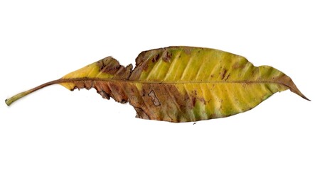 leaf on a white background