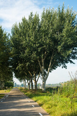 Obraz premium the path between trees in the park