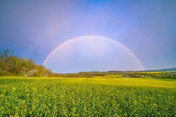 Blooming rapeseed field on a clear summer day with a rainbow in the sky