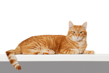 Portrait of a lying ginger cat looking straight ahead directly into the camera on white background....