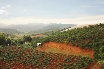 Beautiful coffee area landscape, Vietnam.
