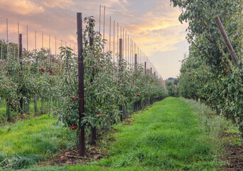 Fototapeta premium Last apples on trees in October on apple plantations, after harvest