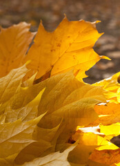 Vertical close up photo of maple fallen yellow and orange leaves on the grass. Golden autumn concept