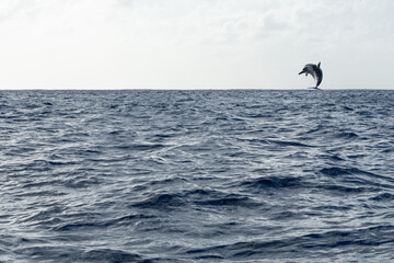 小笠原諸島 -Ogasawara Islands, Japan-