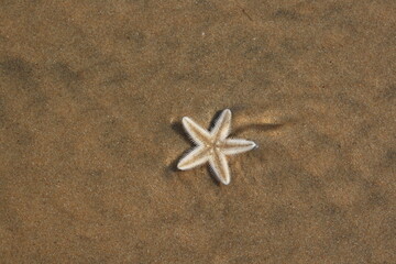 ocean star on the sand in india