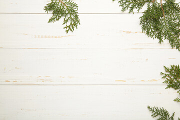 White background with thuja branches. Place for text. Flat lay,