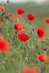 Fototapeta na wymiar poppy flowers in field