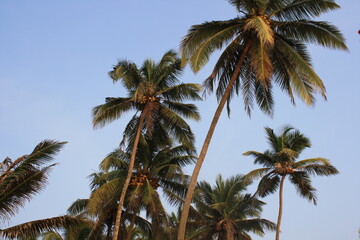 Fototapeta na wymiar beautiful palms in the sky