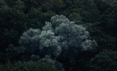 Tree in the green sea