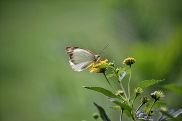 butterfly