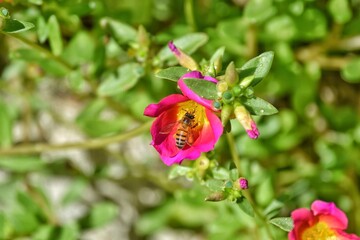 bee inside the flower