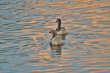 goose at lake