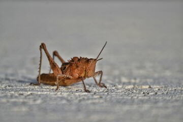 cricket