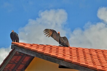 vulture on roof
