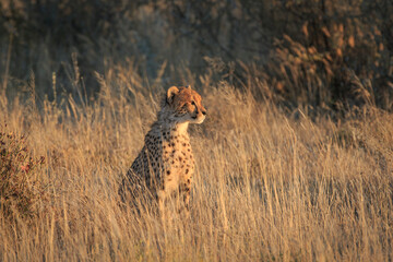 Cheetah (Acinonyx jubatus) looks into camera. Etosha National Park, Namibia, Africa