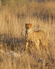 Cheetah (Acinonyx jubatus) looks into camera. Etosha National Park, Namibia, Africa