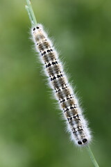 caterpillar on a branch