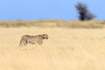 Cheetah (Acinonyx jubatus) looks into camera. Etosha National Park, Namibia, Africa