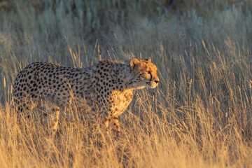 Cheetah (Acinonyx jubatus) looks into camera. Etosha National Park, Namibia, Africa