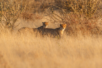 Two Cheetahs (Acinonyx jubatus) grassland looking into camera. Etosha National Park, Namibia, Africa
