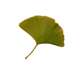 Fototapeta premium Green and yellow fresh ginkgo leaf isolated, medicinal organic plant close-up, clipping path cutout object, eco-friendly environment concept