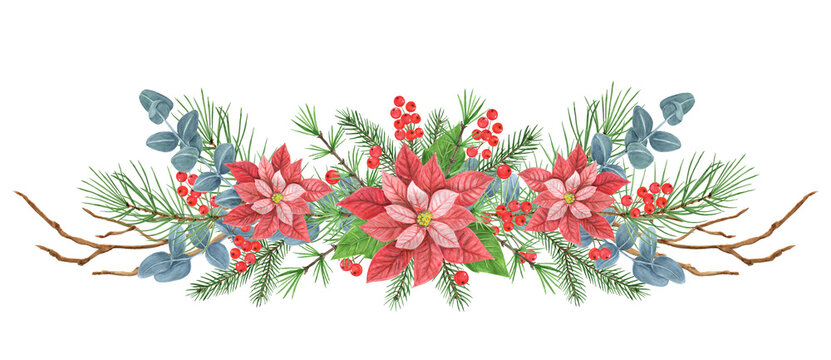Christmas composition with poinsettia, greenery, spruce, pine tree twig and holly berries. New Year design ornate decoration garland. Isolate on white background.