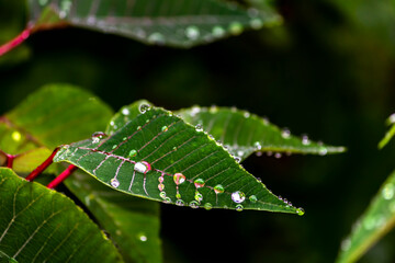 Gotas IMG_7533