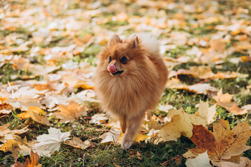 Ginger pomeranian spitz in the golden autumn park. Walk with happy dog on a sunny day. Caring for a pet, web banner