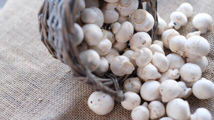 porcini champignon mushrooms in a wicker basket, close-up