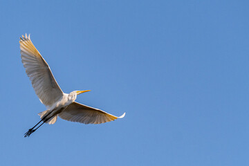 鳥と青空