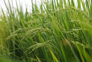 Green and yellow rice field in the harvest season