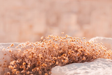Natural background with dry grass wild flowers in neutral colors. Day sunlight reflections on dry grass.