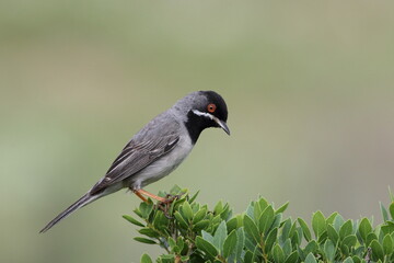 Rüppell`s Warbler (Sylvia ruppeli) bird