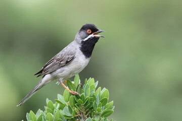 a singing Rüppell`s Warbler (Sylvia ruppeli )
