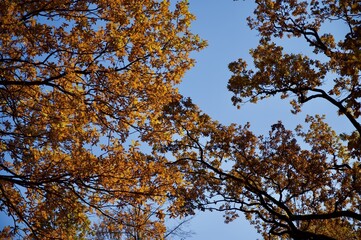 autumn trees against sky