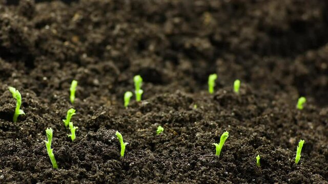Growing plants in spring timelapse, sprouts germination from seeds, newborn chickpeas agriculture in greenhouse , Natural beautiful concept, Alone Plant, Clean and eco-friendly