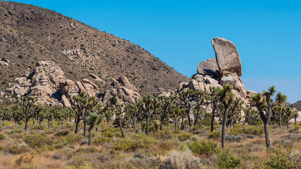 Joshua Tree Nationalpark