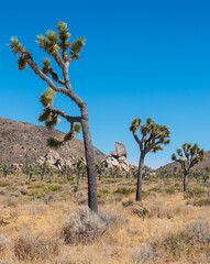 Joshua Tree Nationalpark