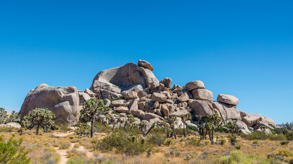 Joshua Tree Nationalpark