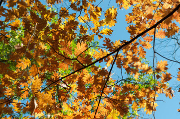 autumn leaves background