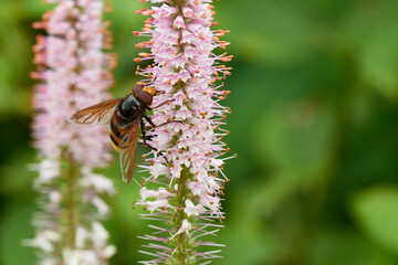 Hornissenschwebfliege (Volucella zonaria)	
