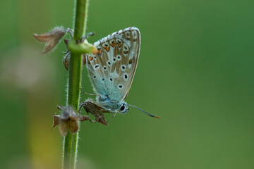Silbergrüner Bläuling (Polyommatus coridon)