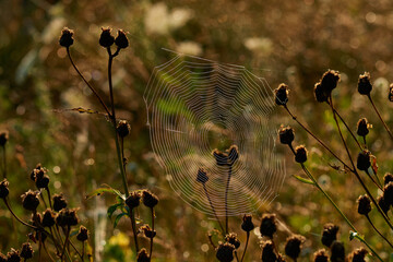 Spinnennetz Herbst in der Morgensonne