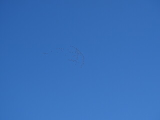 青空を飛ぶ雁の群れ