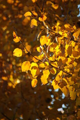 Jesienne tło - żółte liście topoli